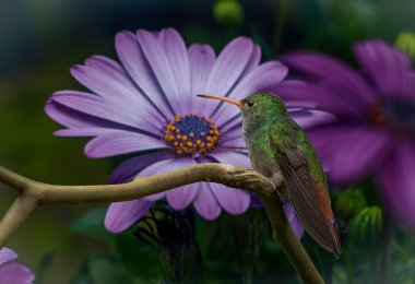 Hummingbirds are native beings of almost all ecosystems, temperate forests, humid jungles, deserts, even in the highest and most mountainous peaks of the entire American continent. clipart