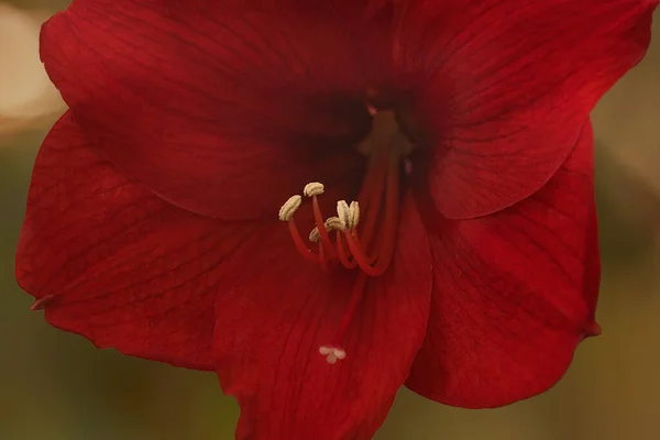 Der Einzigartige Stiel Der Rosa Lilie Aus Der Ihre Spektakulären — Stockfoto