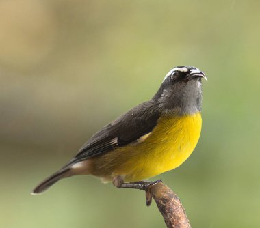 Dünya 'da bulabildiğimiz tüm hayvanlar arasında, belki de kuşlar, hem türlerinde hem de coğrafi açıdan en kalabalık hayvanlardır, çünkü onları çöllerden kutup bölgelerine kadar uzanan ekosistemlerde bulabiliyoruz..