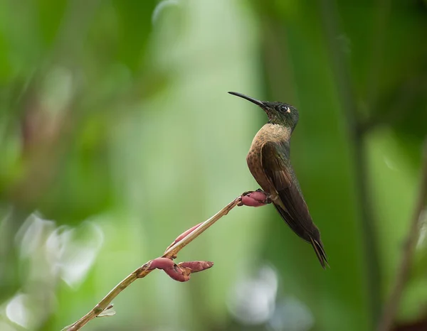 It is a bird that represents freedom, resilience and happiness. The hummingbird is thought to bring good luck and prosperity to whoever sees it.