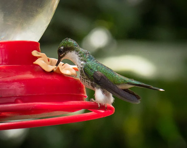 Hummingbirds, also known as hummingbirds (Trochilidae), are one of the most diverse families of birds on the planet.