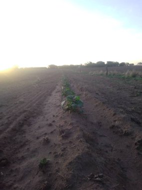 Arjantin topraklarının traktörlerle ekilmeye hazırlanması. Saban çizgisi, Arjantin 'in geleceğinin yazıldığı, yeryüzüne çizilebilecek en düz çizgidir..