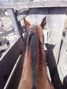 Arjantin atlarının cinsleri yarış atlarından tarlada çalışmak için kullanılan atlara kadar. Arjantin 'deki atlar evcil hayvan olarak tutuldukları ve yaptıkları her işte çok değerli oldukları noktaya kadar çok değerli hayvanlardır..