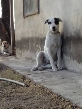 Arjantin 'de köpek yetiştiriciliği. Köpekler kırsalda, yavru köpeklerden, Arjantin' deki bir çiftlikte yetişkin hayatlarına kadar büyüdüler..