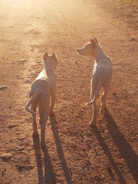 Arjantin 'de köpek yetiştiriciliği. Köpekler kırsalda, yavru köpeklerden, Arjantin' deki bir çiftlikte yetişkin hayatlarına kadar büyüdüler..
