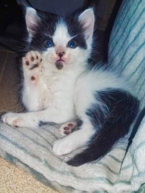 Kedim evde benim sadık yoldaşım. Hareketlerinde özel bir şey var zerafetle ve bu bağımsızlık onu çok karakterize ediyor, ama aynı zamanda, bana sokulmak istediğinde her zaman küçük bir yer arıyor..