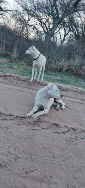 İster sadık bir vasi ister ömür boyu bir dost olsun, köpeklerimiz mükemmel bir güvenlik ve şefkat dengesidir..