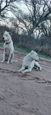 İster sadık bir vasi ister ömür boyu bir dost olsun, köpeklerimiz mükemmel bir güvenlik ve şefkat dengesidir..