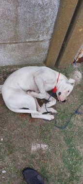 İster sadık bir vasi ister ömür boyu bir dost olsun, köpeklerimiz mükemmel bir güvenlik ve şefkat dengesidir..