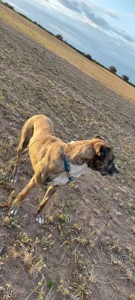 Bir av günü kırsal kesimi köpeklerle keşfetmek insanı doğaya bağlayan eşsiz bir deneyimdir. Bu sadık yoldaşlar, keskin koku alma ve avlanma içgüdüleriyle vazgeçilmez müttefikler haline geldiler..