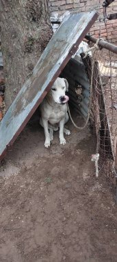 Bir av günü kırsal kesimi köpeklerle keşfetmek insanı doğaya bağlayan eşsiz bir deneyimdir. Bu sadık yoldaşlar, keskin koku alma ve avlanma içgüdüleriyle vazgeçilmez müttefikler haline geldiler..