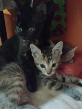 Hem köpeklerin hem de kedilerin eşsiz kişilikleri vardır ve uygun bir şekilde tanıştırıldıkları zaman uyum içinde yaşayabilirler ve uzaya ve adaptasyon zamanlarına saygı duyulur..