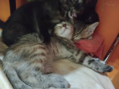 Hem köpeklerin hem de kedilerin eşsiz kişilikleri vardır ve uygun bir şekilde tanıştırıldıkları zaman uyum içinde yaşayabilirler ve uzaya ve adaptasyon zamanlarına saygı duyulur..