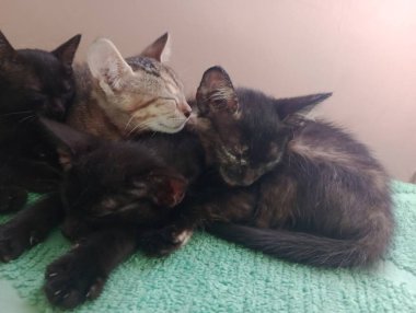 Hem köpeklerin hem de kedilerin eşsiz kişilikleri vardır ve uygun bir şekilde tanıştırıldıkları zaman uyum içinde yaşayabilirler ve uzaya ve adaptasyon zamanlarına saygı duyulur..