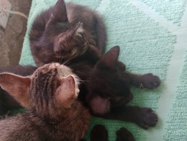 Hem köpeklerin hem de kedilerin eşsiz kişilikleri vardır ve uygun bir şekilde tanıştırıldıkları zaman uyum içinde yaşayabilirler ve uzaya ve adaptasyon zamanlarına saygı duyulur..