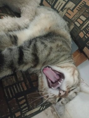 Hem köpeklerin hem de kedilerin eşsiz kişilikleri vardır ve uygun bir şekilde tanıştırıldıkları zaman uyum içinde yaşayabilirler ve uzaya ve adaptasyon zamanlarına saygı duyulur..