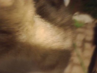 Ev kedileri günü geçirmek için her zaman en sıcak köşeleri bulurlar, güneşte uyumak ya da kanepede kıvrılmak. Görevlerini yaparken seni takip etmeyi severler, her hareketini merakla ve zarafetle gözlemlerler..