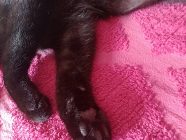 Ev kedileri günü geçirmek için her zaman en sıcak köşeleri bulurlar, güneşte uyumak ya da kanepede kıvrılmak. Görevlerini yaparken seni takip etmeyi severler, her hareketini merakla ve zarafetle gözlemlerler..