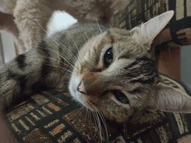 Ev kedileri günü geçirmek için her zaman en sıcak köşeleri bulurlar, güneşte uyumak ya da kanepede kıvrılmak. Görevlerini yaparken seni takip etmeyi severler, her hareketini merakla ve zarafetle gözlemlerler..