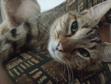 Ev kedileri günü geçirmek için her zaman en sıcak köşeleri bulurlar, güneşte uyumak ya da kanepede kıvrılmak. Görevlerini yaparken seni takip etmeyi severler, her hareketini merakla ve zarafetle gözlemlerler..