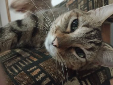 Ev kedileri günü geçirmek için her zaman en sıcak köşeleri bulurlar, güneşte uyumak ya da kanepede kıvrılmak. Görevlerini yaparken seni takip etmeyi severler, her hareketini merakla ve zarafetle gözlemlerler..