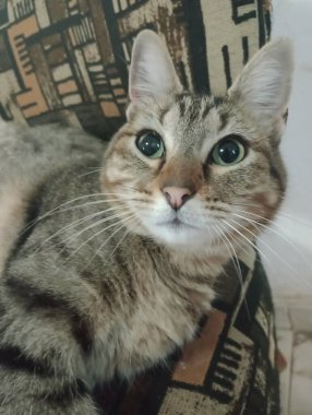 Ev kedileri günü geçirmek için her zaman en sıcak köşeleri bulurlar, güneşte uyumak ya da kanepede kıvrılmak. Görevlerini yaparken seni takip etmeyi severler, her hareketini merakla ve zarafetle gözlemlerler..