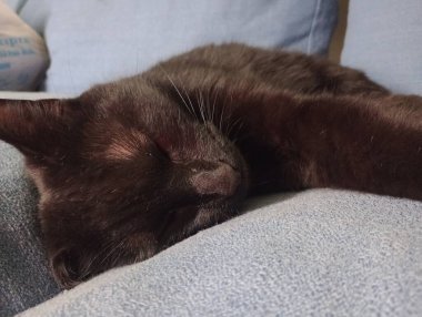 Ev kedileri günü geçirmek için her zaman en sıcak köşeleri bulurlar, güneşte uyumak ya da kanepede kıvrılmak. Görevlerini yaparken seni takip etmeyi severler, her hareketini merakla ve zarafetle gözlemlerler..