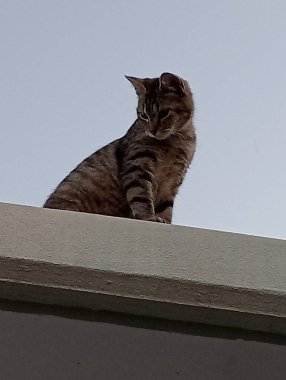 Ev kedileri günü geçirmek için her zaman en sıcak köşeleri bulurlar, güneşte uyumak ya da kanepede kıvrılmak. Görevlerini yaparken seni takip etmeyi severler, her hareketini merakla ve zarafetle gözlemlerler..