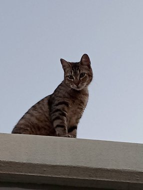 Ev kedileri günü geçirmek için her zaman en sıcak köşeleri bulurlar, güneşte uyumak ya da kanepede kıvrılmak. Görevlerini yaparken seni takip etmeyi severler, her hareketini merakla ve zarafetle gözlemlerler..