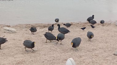 Wings in Freedom: Portraits of Birds in their Natural HabitatCapture the majesty of birds in the wild, where each flight is a unique moment of wild beauty.  clipart