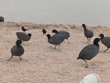 Özgürlükte Kanatlar: Doğal yaşam alanlarında kuşların portreleri vahşi doğadaki görkemli kuşları yakalar, burada her uçuş eşsiz bir vahşi güzellik anıdır.. 