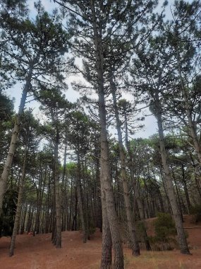 Dunes, Lakes ve SunsetsA arasında Pinamar 'ın en güzel manzaralarının görsel turu geniş plajlarından, kumullarından dingin göllerine ve sıcak günbatımlarına kadar..