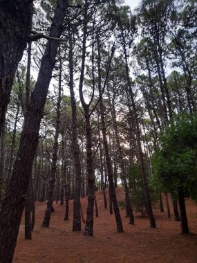 Dunes, Lakes ve SunsetsA arasında Pinamar 'ın en güzel manzaralarının görsel turu geniş plajlarından, kumullarından dingin göllerine ve sıcak günbatımlarına kadar..