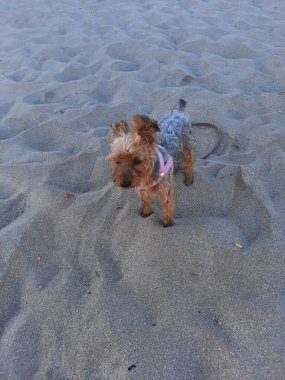 Dunes, Lakes ve SunsetsA arasında Pinamar 'ın en güzel manzaralarının görsel turu geniş plajlarından, kumullarından dingin göllerine ve sıcak günbatımlarına kadar..