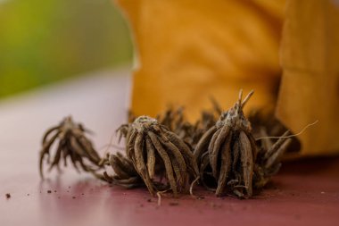 Uyuyan ranunculus çiçeğinin pençesi mısırlar gibi kurur. Ranunculus asiaticus veya Pers düğün çiçeği. 