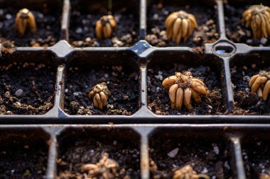 Ranunculus asiaticus veya Pers düğün çiçeği. Önceden ıslanmış ranunculus corms yayılma tepsisine yerleştirilmiş. Ranunculus corms, tuber ya da ampul.