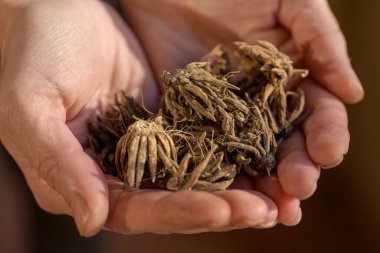Kuru ve uykudaki ranunculus çiçeği pençesini elinde tutan bir kadın. Ranunculus asiaticus veya Pers düğün çiçeği. 