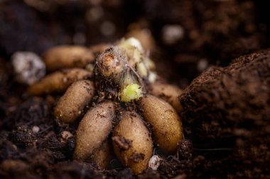 Ranunculus asiaticus veya Pers düğün çiçeği. Ranunculus corms tohum tepsisinde filizleniyor. Ranunculus corms, yumru ya da ampul. Ranunculus filizleri kapanıyor.