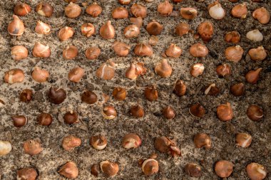 Düzinelerce lale soğanı kumlu, kuyu boşaltan toprağa ekilmiş. Çiçek tarlasına lale soğanı ekiyorum. Büyüyen laleler. Sonbahar bahçıvanlık işleri. Üst görünüm.