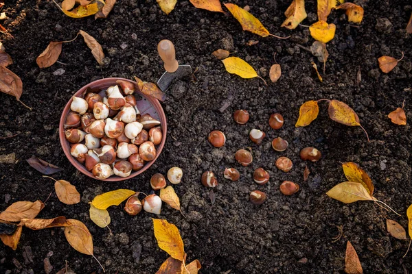 Das Pflanzen Von Tulpenzwiebeln Einem Blumenbeet Einem Schönen Sonnigen Herbstnachmittag — Stockfoto