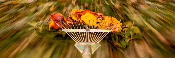 Raking fallen leaves in the garden. Rake in motion as it is dragging colorful autumn leaves over the grass of a yard. Autumn gardening banner.