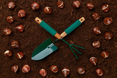 Lale ampulleri dikim arka planı. Sonbahar laleleri dikme, bahçe işleri, düz stüdyo, durgun hayat..