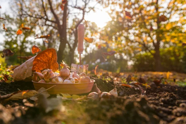 Φυτεύοντας Βολβούς Τουλίπας Ένα Παρτέρι Ένα Όμορφο Ηλιόλουστο Απόγευμα Φθινοπώρου — Φωτογραφία Αρχείου