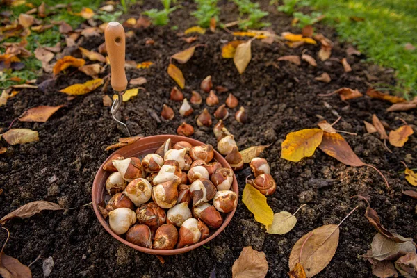 美しい晴れた秋の午後の間にチューリップ球根を花壇に植えます チューリップの栽培 秋のガーデニングの仕事の背景 — ストック写真