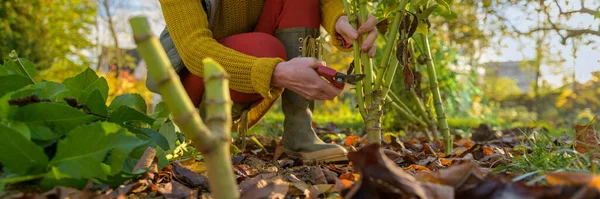 Mujer Que Usa Tijeras Podar Para Cortar Follaje Planta Dalia — Foto de Stock