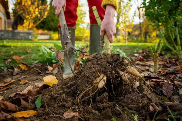 Woman Digging Dahlia Plant Tubers Using Pitchfork Preparing Them Winter — Stock Photo, Image