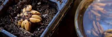 Ranunculus asiaticus veya Pers düğün çiçeği. Önceden ıslanmış ranunculus corms yayılma tepsisine yerleştirilmiş. Ranunculus corms, tuber ya da ampul.