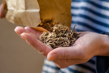 Kuru ve uykudaki ranunculus çiçeği pençesini elinde tutan bir kadın. Ranunculus asiaticus veya Pers düğün çiçeği. 