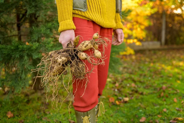 Woman Holding Freshly Lifted Dahlia Tubers Ready Washed Prepared Winter — Stock Photo, Image