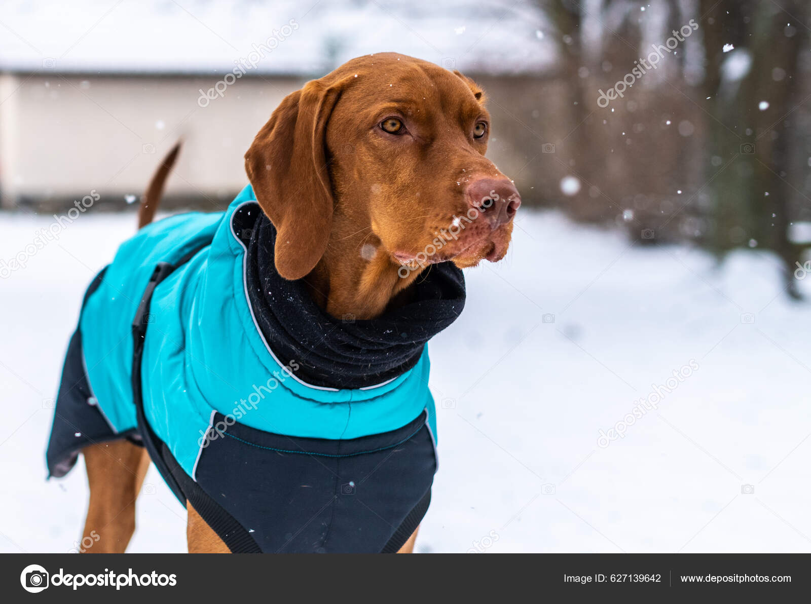 Beautiful Vizsla Dog Wearing Blue Winter Coat Enjoying Snowy Day